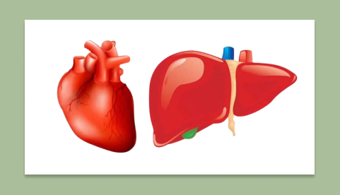 Heart Attack Or Liver