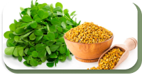 Fenugreek