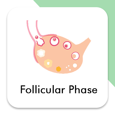 Follicular Phase
