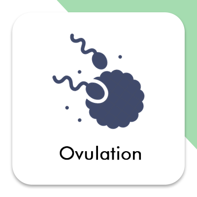 Ovulation