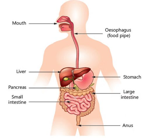 Why Do We Have Digestive Problems? 3 Understanding Our Amazing Digestive System