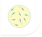 Sperm Quality