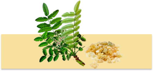 Boswellia