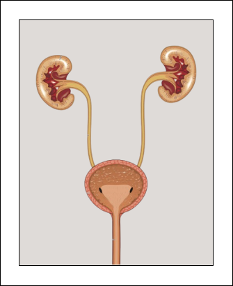 Male Urinary Infections: How Do They Get Rid Of Them? 9 Urinary Infections