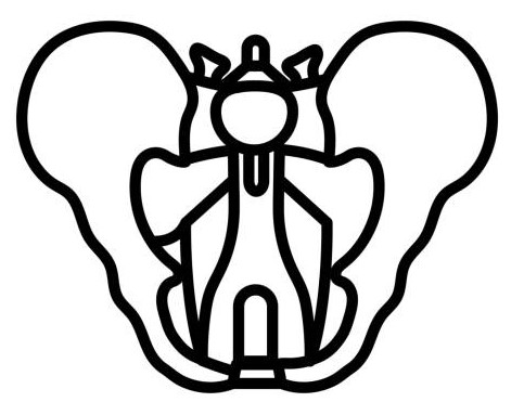 Pelvic