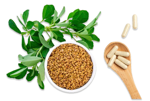 Fenugreek 