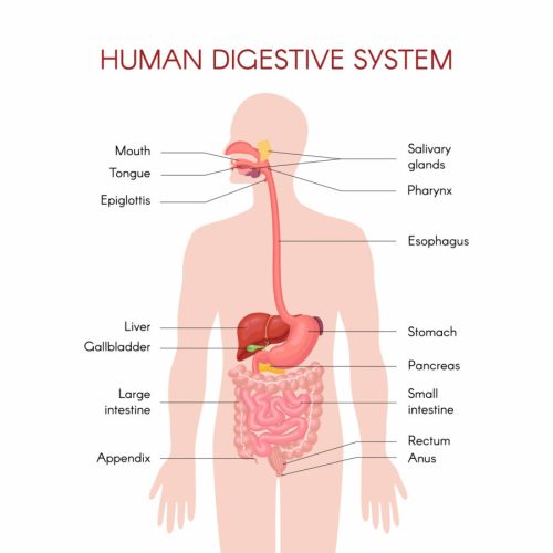 Digestive Health