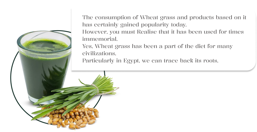 Wheatgrass 