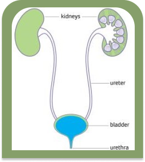 Urinary Infections