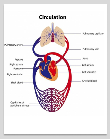 Blood Circulation