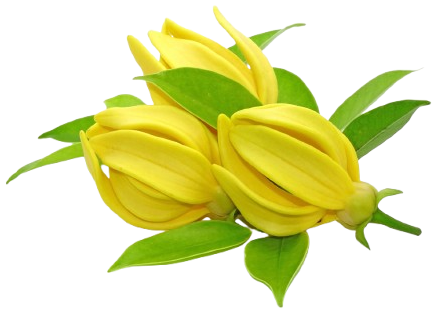Ylang Ylang
